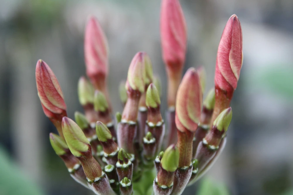 Plumeria Hawaaien - Pot ⌀17cm - H.55-75cm (hauteur Pot Incluse) 4 Plumeria Hawaaien - Pot ⌀17cm - H.55-75cm (hauteur Pot Incluse) – Image 2
