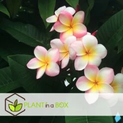 Plumeria Hawaaien - Pot ⌀17cm - H.55-75cm (hauteur Pot Incluse) 12 Plumeria Hawaaien - Pot ⌀17cm - H.55-75cm (hauteur Pot Incluse) -Grasses Fleurs Soldes Boutique 6423324e3a2799.79275935