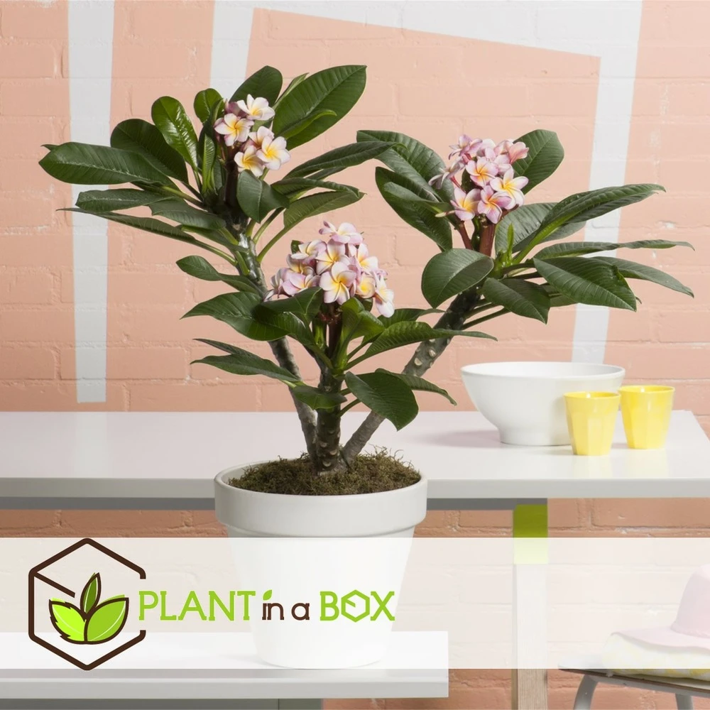 Plumeria Hawaaien - Pot ⌀17cm - H.55-75cm (hauteur Pot Incluse) 9 Plumeria Hawaaien - Pot ⌀17cm - H.55-75cm (hauteur Pot Incluse) – Image 7