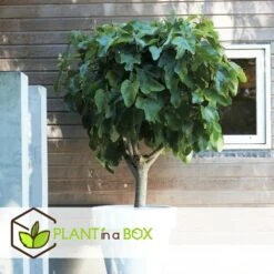 Set De 2 Ficus Carica - Pot ⌀9cm - H.25-40cm (hauteur Pot Incluse) 12 Set De 2 Ficus Carica - Pot ⌀9cm - H.25-40cm (hauteur Pot Incluse) -Grasses Fleurs Soldes Boutique 64233258b421e6.98737418