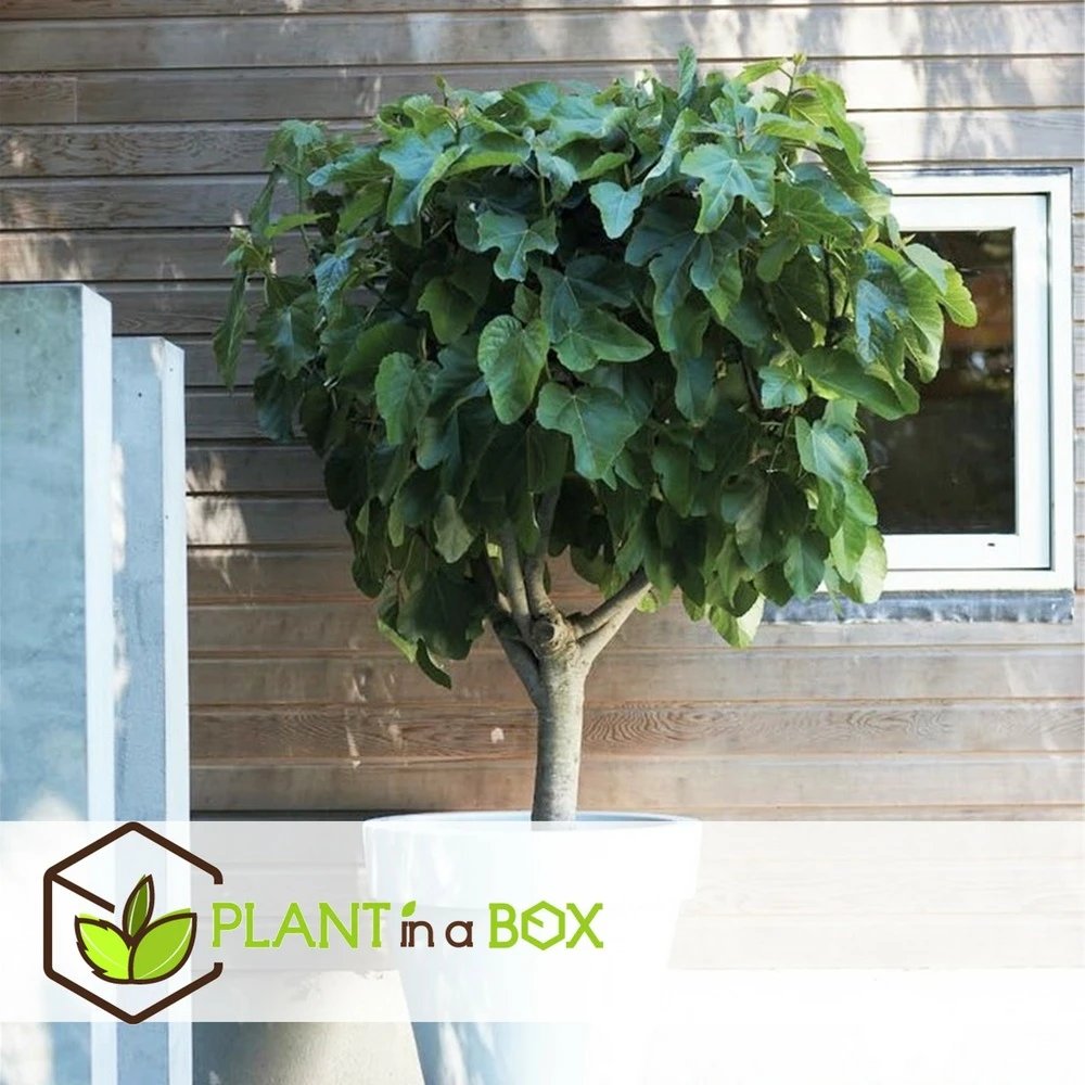 Set De 2 Ficus Carica - Pot ⌀9cm - H.25-40cm (hauteur Pot Incluse) 6 Set De 2 Ficus Carica - Pot ⌀9cm - H.25-40cm (hauteur Pot Incluse) – Image 4