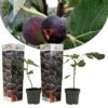 Set De 2 Ficus Carica - Pot ⌀9cm - H.25-40cm (hauteur Pot Incluse) -Grasses Fleurs Soldes Boutique 64233258b9af16.17675427