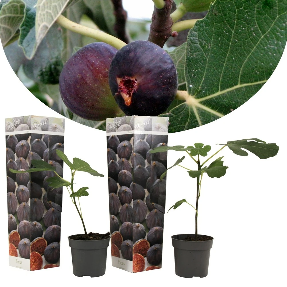 Set De 2 Ficus Carica - Pot ⌀9cm - H.25-40cm (hauteur Pot Incluse) 3 Set De 2 Ficus Carica - Pot ⌀9cm - H.25-40cm (hauteur Pot Incluse)