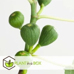 Set De 2 Ficus Carica - Pot ⌀9cm - H.25-40cm (hauteur Pot Incluse) 14 Set De 2 Ficus Carica - Pot ⌀9cm - H.25-40cm (hauteur Pot Incluse) -Grasses Fleurs Soldes Boutique 64233258cfd275.04452141