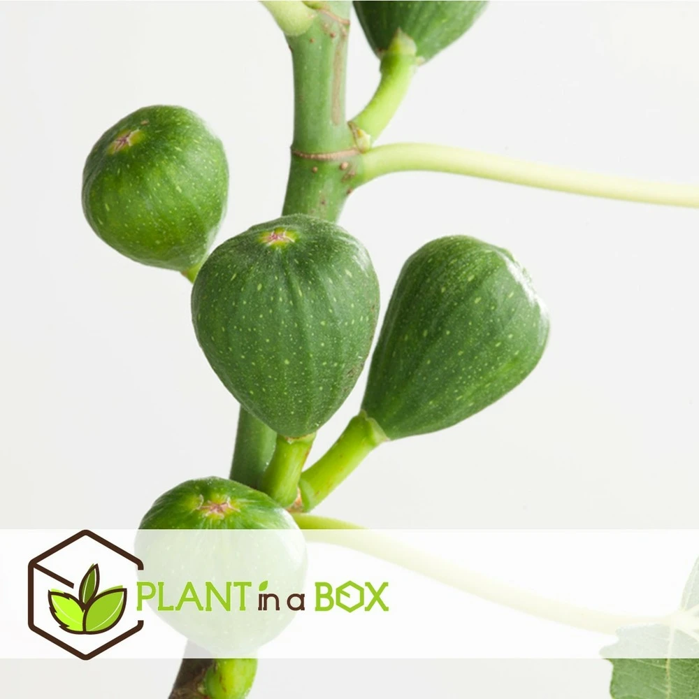 Set De 2 Ficus Carica - Pot ⌀9cm - H.25-40cm (hauteur Pot Incluse) 8 Set De 2 Ficus Carica - Pot ⌀9cm - H.25-40cm (hauteur Pot Incluse) – Image 6