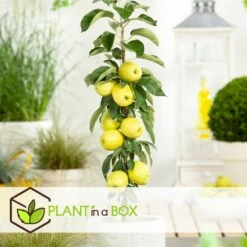 Set De 3 Pommiers - Pot ⌀9cm - H.60-70cm (hauteur Pot Incluse) -Grasses Fleurs Soldes Boutique 642332687e7c20.05894686