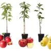 Set De 3 Pommiers - Pot ⌀9cm - H.60-70cm (hauteur Pot Incluse) -Grasses Fleurs Soldes Boutique 64233268834f67.45768719