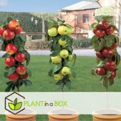 Set De 3 Pommiers - Pot ⌀9cm - H.60-70cm (hauteur Pot Incluse) -Grasses Fleurs Soldes Boutique 642332688c9973.24149843