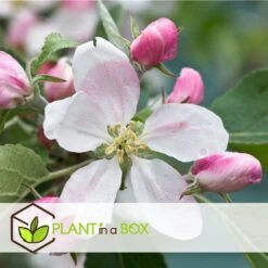 Set De 3 Pommiers - Pot ⌀9cm - H.60-70cm (hauteur Pot Incluse) -Grasses Fleurs Soldes Boutique 6423326890bc71.46991350