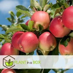 Set De 3 Pommiers - Pot ⌀9cm - H.60-70cm (hauteur Pot Incluse) -Grasses Fleurs Soldes Boutique 642332689513f1.48220910