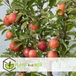 Set De 3 Pommiers - Pot ⌀9cm - H.60-70cm (hauteur Pot Incluse) -Grasses Fleurs Soldes Boutique 642332689d8f40.55591918