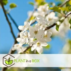 Assorti De 3 Arbres Fruitiers - Pot ⌀9cm - H.60-70cm (hauteur Pot Incluse) 9 Assorti De 3 Arbres Fruitiers - Pot ⌀9cm - H.60-70cm (hauteur Pot Incluse) -Grasses Fleurs Soldes Boutique 64233269be5622.46374168