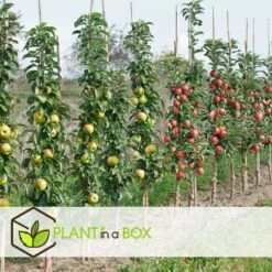 Assorti De 3 Arbres Fruitiers - Pot ⌀9cm - H.60-70cm (hauteur Pot Incluse) 10 Assorti De 3 Arbres Fruitiers - Pot ⌀9cm - H.60-70cm (hauteur Pot Incluse) -Grasses Fleurs Soldes Boutique 64233269c23630.71500531