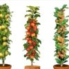 Assorti De 3 Arbres Fruitiers - Pot ⌀9cm - H.60-70cm (hauteur Pot Incluse) -Grasses Fleurs Soldes Boutique 64233269c64401.92120611