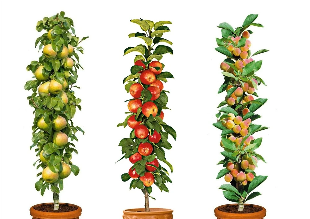 Assorti De 3 Arbres Fruitiers - Pot ⌀9cm - H.60-70cm (hauteur Pot Incluse) 3 Assorti De 3 Arbres Fruitiers - Pot ⌀9cm - H.60-70cm (hauteur Pot Incluse)