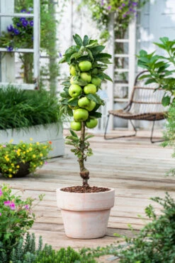 Assorti De 3 Arbres Fruitiers - Pot ⌀9cm - H.60-70cm (hauteur Pot Incluse) 11 Assorti De 3 Arbres Fruitiers - Pot ⌀9cm - H.60-70cm (hauteur Pot Incluse) -Grasses Fleurs Soldes Boutique 64233269c9f391.24342059