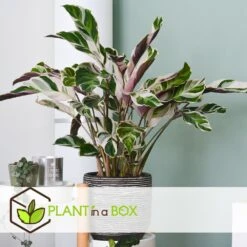 Calathea 'white Fusion' - Pot ⌀14cm - H.30-40cm (hauteur Pot Incluse) -Grasses Fleurs Soldes Boutique 6423335ecc24f3.00608541