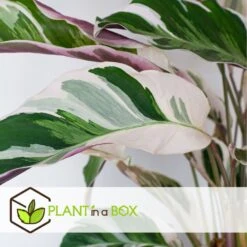 Calathea 'white Fusion' - Pot ⌀14cm - H.30-40cm (hauteur Pot Incluse) -Grasses Fleurs Soldes Boutique 6423335ed08de5.87372206
