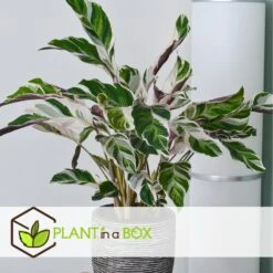 Calathea 'white Fusion' - Pot ⌀14cm - H.30-40cm (hauteur Pot Incluse) -Grasses Fleurs Soldes Boutique 6423335ed559f6.10005262