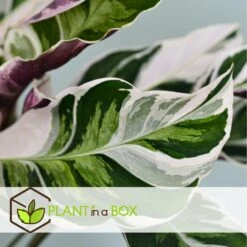 Calathea 'white Fusion' - Pot ⌀14cm - H.30-40cm (hauteur Pot Incluse) -Grasses Fleurs Soldes Boutique 6423335eda0cd7.05143036