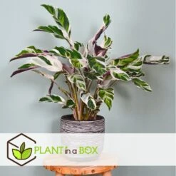 Calathea 'white Fusion' - Pot ⌀14cm - H.30-40cm (hauteur Pot Incluse) -Grasses Fleurs Soldes Boutique 6423335ee30885.64669425