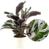 Calathea 'white Fusion' - Pot ⌀14cm - H.30-40cm (hauteur Pot Incluse) -Grasses Fleurs Soldes Boutique 6423335ee80741.51158729