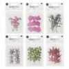 6 Sets De Feuilles/ Fleurs Séchées Et Pressées -Grasses Fleurs Soldes Boutique 6425846d4b95b3.07157007