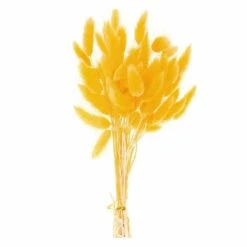 Lagurus Séchés Jaune - 45 Cm -Grasses Fleurs Soldes Boutique 6425846d9c72d2.72849610