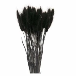 12 Tiges De Lagurus Séchés Noirs - 45 Cm -Grasses Fleurs Soldes Boutique 6425847140f087.36668784