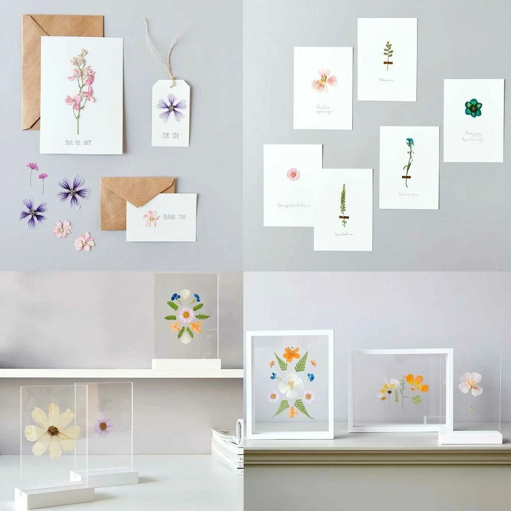 5 Sets De Fleurs Séchées Et Pressées Multicolores 4 5 Sets De Fleurs Séchées Et Pressées Multicolores – Image 2