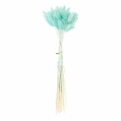 12 Tiges De Lagurus Séchés Turquoise - 45 Cm -Grasses Fleurs Soldes Boutique 64258475d8b202.20906250