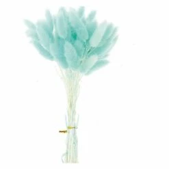 12 Tiges De Lagurus Séchés Turquoise - 45 Cm -Grasses Fleurs Soldes Boutique 64258475e8f6e1.41417040