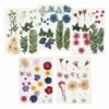 100 Fleurs Séchées Et Pressées Multicolores -Grasses Fleurs Soldes Boutique 6425847999c472.81672355