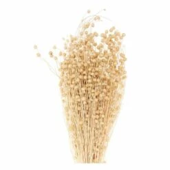 Lins Séchés Naturel - 70 Cm 7 Lins Séchés Naturel - 70 Cm -Grasses Fleurs Soldes Boutique 6425847b173239.47884518