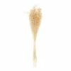 Lins Séchés Naturel - 70 Cm 1 Lins Séchés Naturel - 70 Cm -Grasses Fleurs Soldes Boutique 6425847b1fb553.06670639