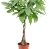 Pachira Aquatica - "money Tree" - Pot 17cm - Hauteur 60-70cm 2 Pachira Aquatica - "money Tree" - Pot 17cm - Hauteur 60-70cm -Grasses Fleurs Soldes Boutique 6426d6111f6211.00785994