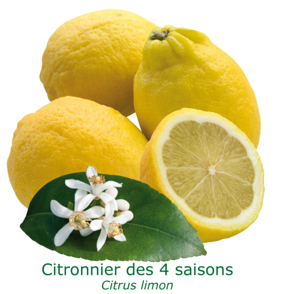 Citronnier Des 4 Saisons "citrus Limon" Tailles:pot Carré De 5 Litres, Hauteur 40/60 Cm 3 Citronnier Des 4 Saisons "citrus Limon" Tailles:pot Carré De 5 Litres, Hauteur 40/60 Cm
