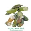 Citronnier Faustrime, Ou Citron Caviar Blanc Tailles:pot Carré De 5 Litres, Hauteur 40/60 Cm -Grasses Fleurs Soldes Boutique 64510360b87420.24306282
