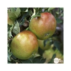 Pommier Cox Orange Pippin : Demi Tige Ctr 15 Litres -Grasses Fleurs Soldes Boutique 64580 004