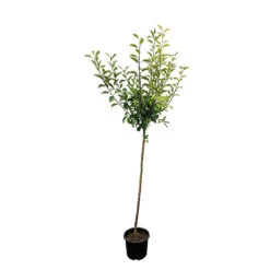 Pommier Cox Orange Pippin : Demi Tige Ctr 15 Litres -Grasses Fleurs Soldes Boutique 64580 005