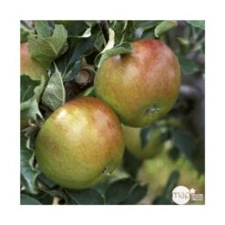 Pommier Cox Orange Pippin : Gobelet 3 Ans D'âg Ctr 12 Litres 9 Pommier Cox Orange Pippin : Gobelet 3 Ans D'âg Ctr 12 Litres -Grasses Fleurs Soldes Boutique 64581 005