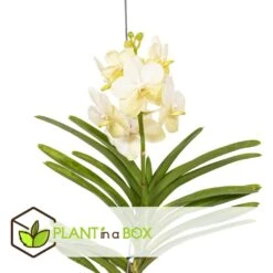 Vanda Tayanee White - Orchidée Tropicale - Magnifique Couleurs - Hauteur 50-60cm -Grasses Fleurs Soldes Boutique 6459521db97d53.63322757