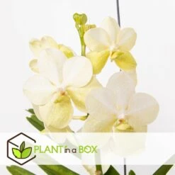 Vanda Tayanee White - Orchidée Tropicale - Magnifique Couleurs - Hauteur 50-60cm -Grasses Fleurs Soldes Boutique 6459521dbdcab9.64992120