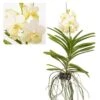 Vanda Tayanee White - Orchidée Tropicale - Magnifique Couleurs - Hauteur 50-60cm 2 Vanda Tayanee White - Orchidée Tropicale - Magnifique Couleurs - Hauteur 50-60cm -Grasses Fleurs Soldes Boutique 6459521dc1b123.57083521