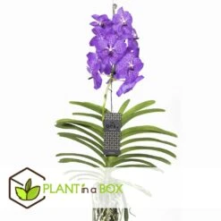 Vanda New Blue - Orchidée Tropicale - Magnifique Couleurs - Hauteur 50-60cm -Grasses Fleurs Soldes Boutique 64595223977a18.64238423