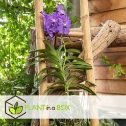 Vanda New Blue - Orchidée Tropicale - Magnifique Couleurs - Hauteur 50-60cm -Grasses Fleurs Soldes Boutique 645952239bcf40.73598568