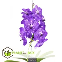 Vanda New Blue - Orchidée Tropicale - Magnifique Couleurs - Hauteur 50-60cm -Grasses Fleurs Soldes Boutique 64595223a0b4b3.89119585