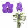 Vanda New Blue - Orchidée Tropicale - Magnifique Couleurs - Hauteur 50-60cm 2 Vanda New Blue - Orchidée Tropicale - Magnifique Couleurs - Hauteur 50-60cm -Grasses Fleurs Soldes Boutique 64595223a9f818.34110476