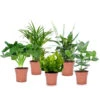 Plantes D'intérieur Purificatrices D'air - Mix De 5 - Pot 12cm - Hauteur 25-40cm -Grasses Fleurs Soldes Boutique 645a3a102c4637.59503064