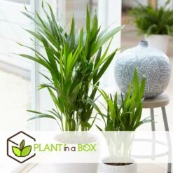 Plantes D'intérieur Purificatrices D'air - Mix De 5 - Pot 12cm - Hauteur 25-40cm 11 Plantes D'intérieur Purificatrices D'air - Mix De 5 - Pot 12cm - Hauteur 25-40cm -Grasses Fleurs Soldes Boutique 645a3a10322084.40782653